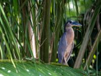 Kahnschnabel im Ufergebüsch
